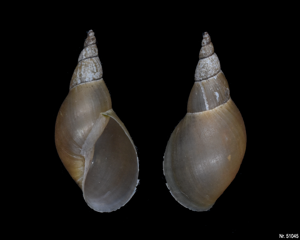 Lymnaea stagnalis