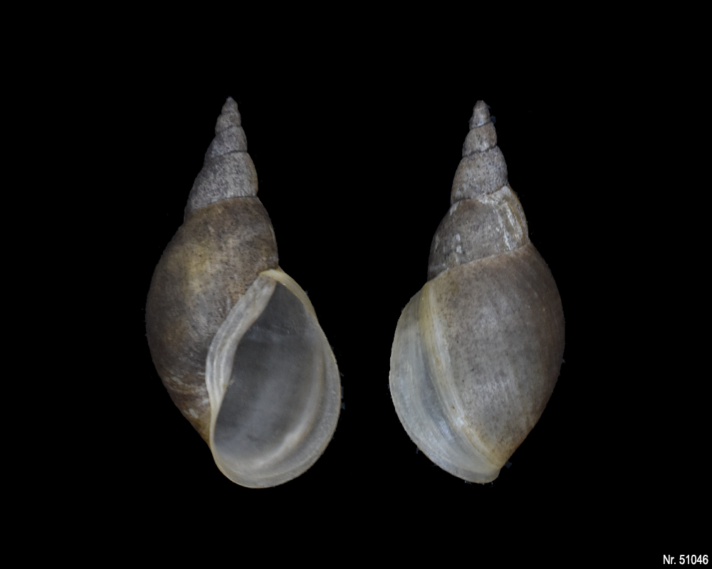 Lymnaea stagnalis