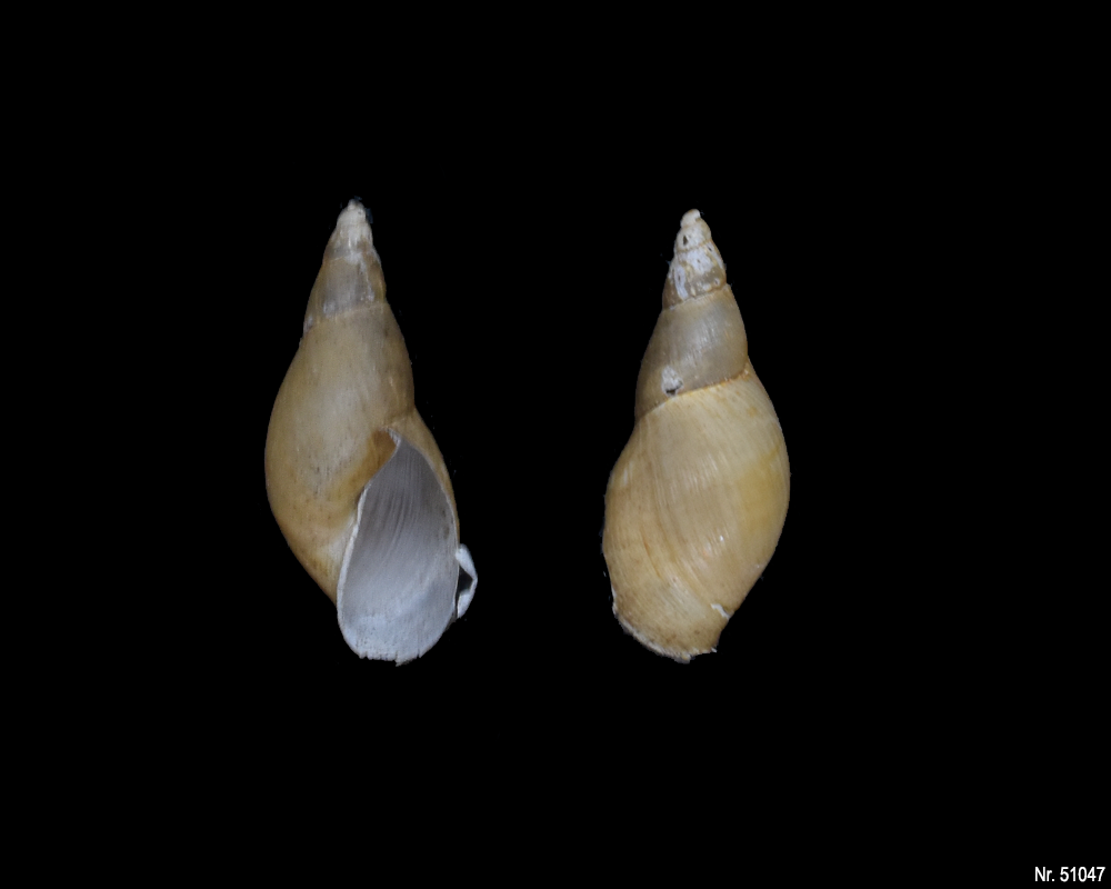 Lymnaea stagnalis