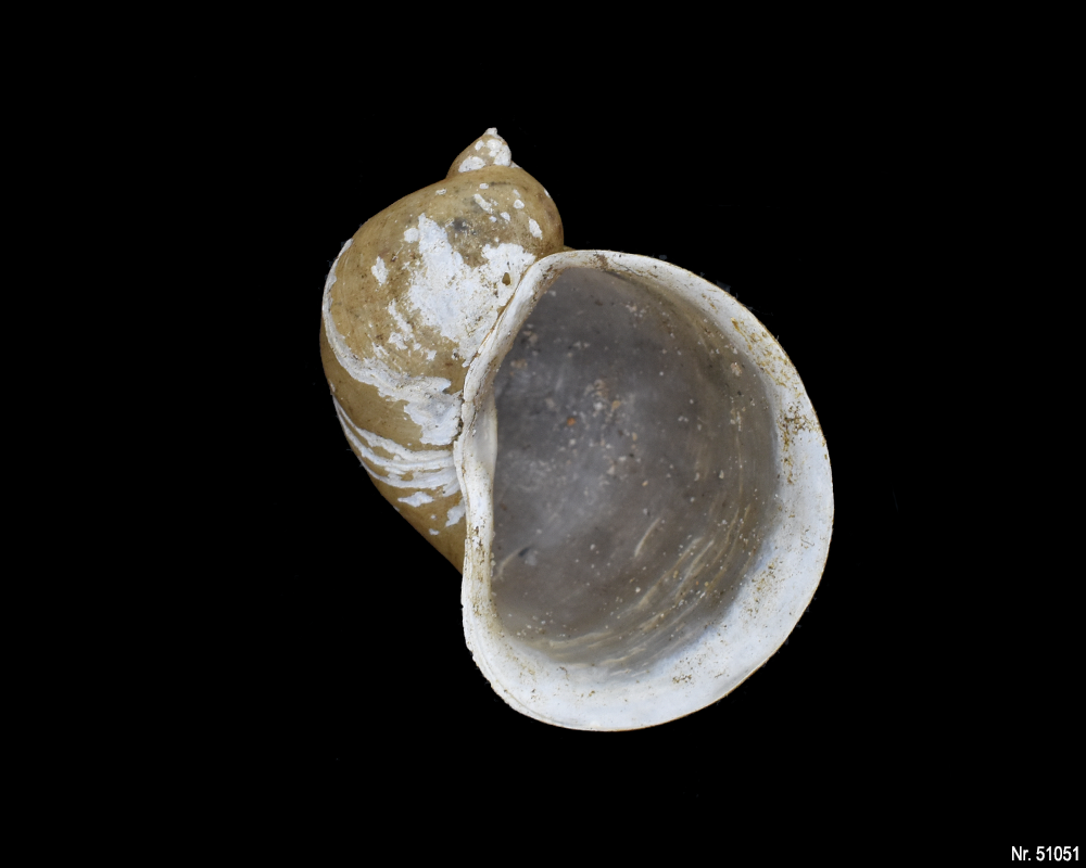 Radix auricularia