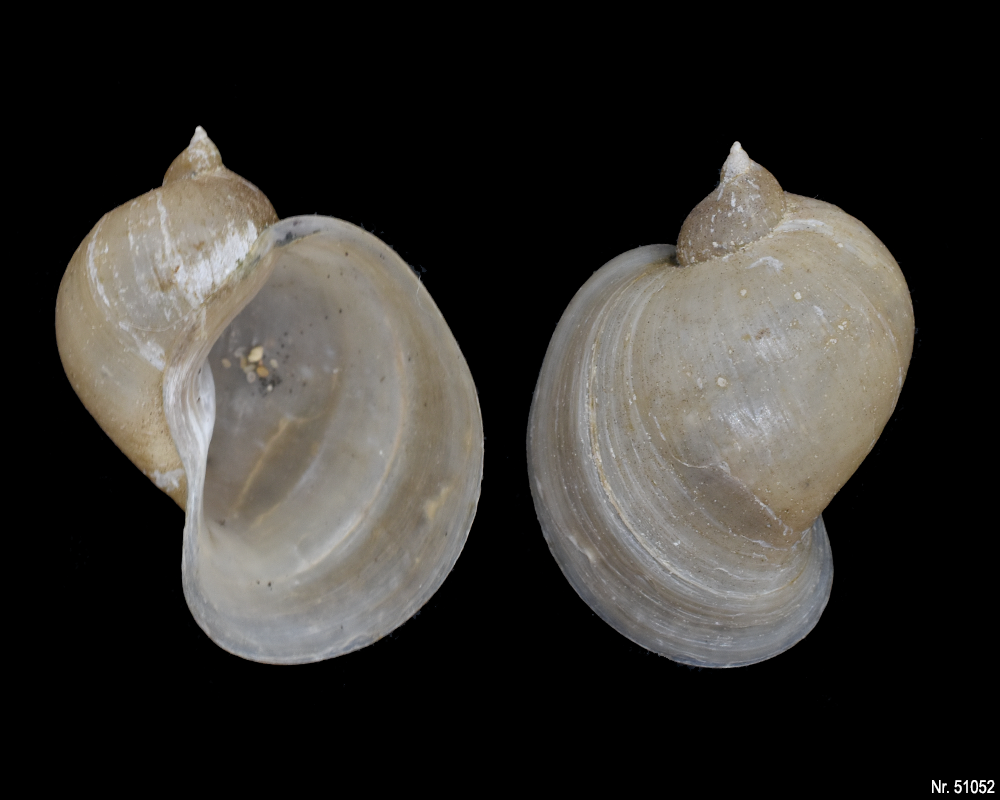 Radix auricularia