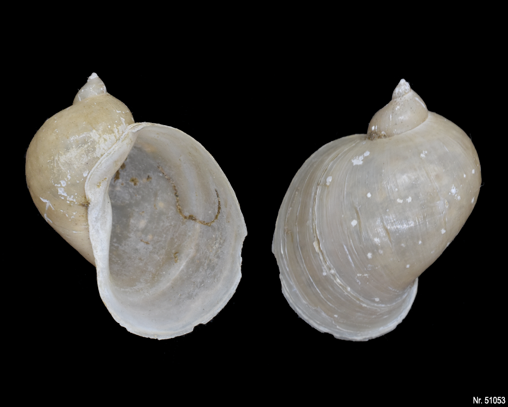 Radix auricularia