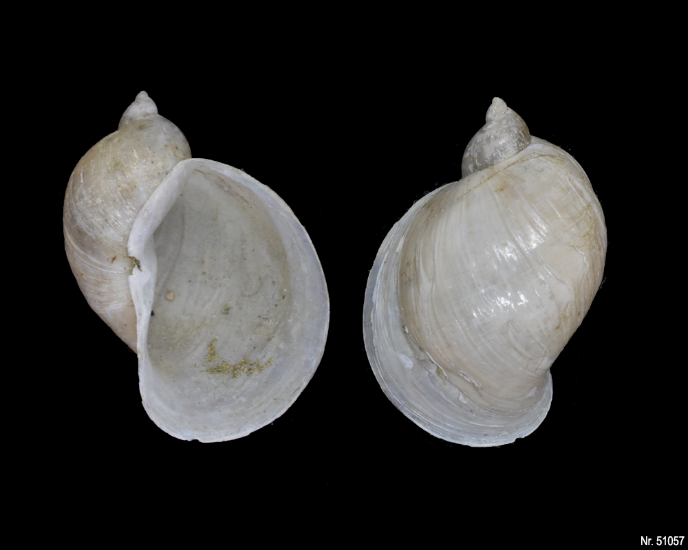 Radix auricularia