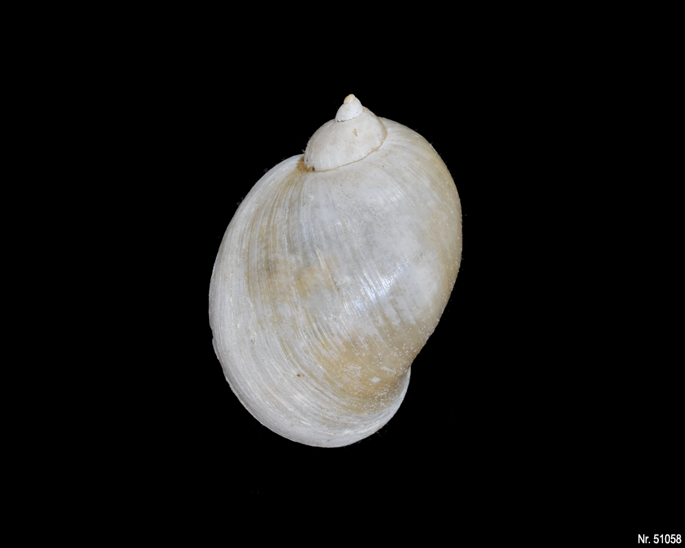 Radix auricularia