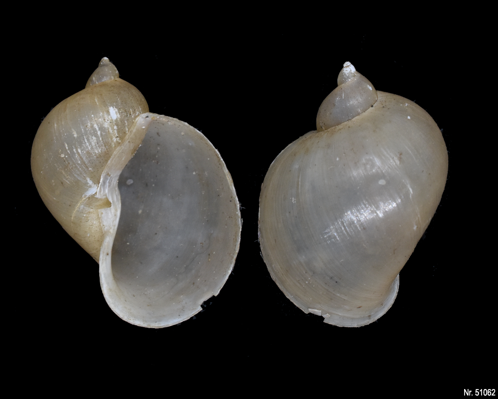 Radix auricularia