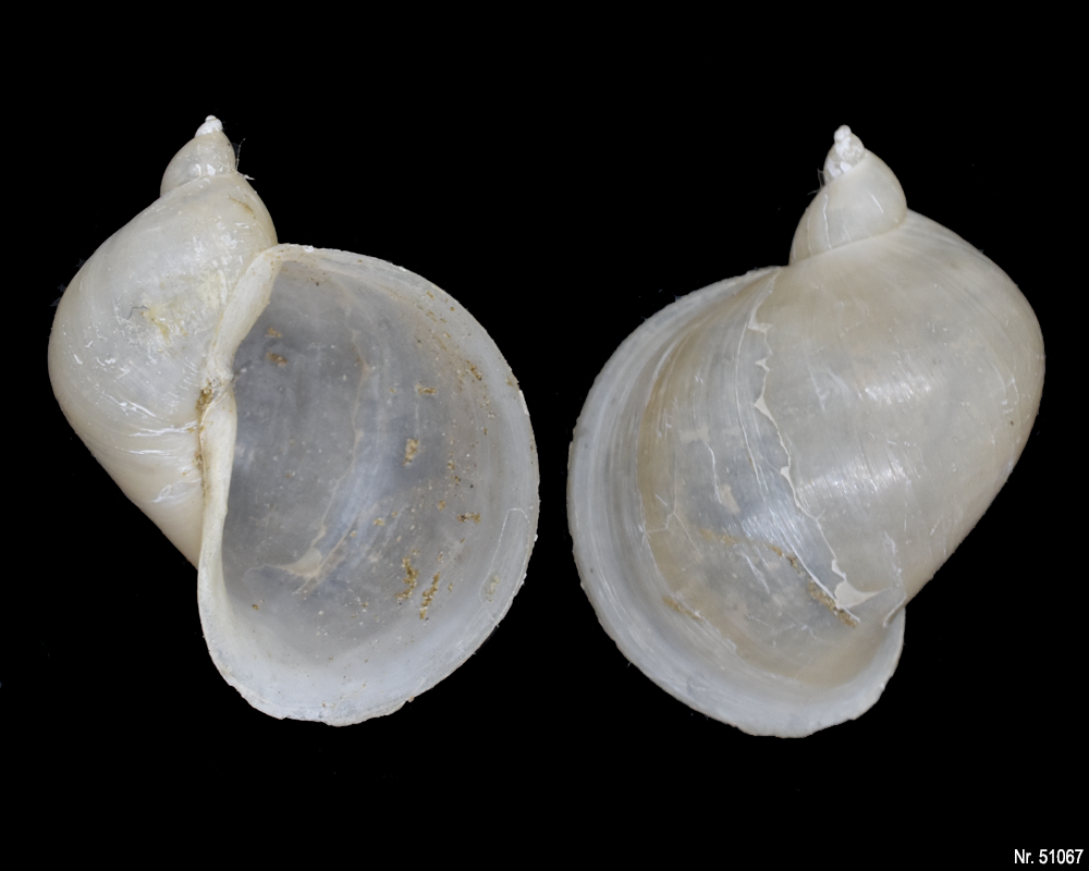 Radix auricularia