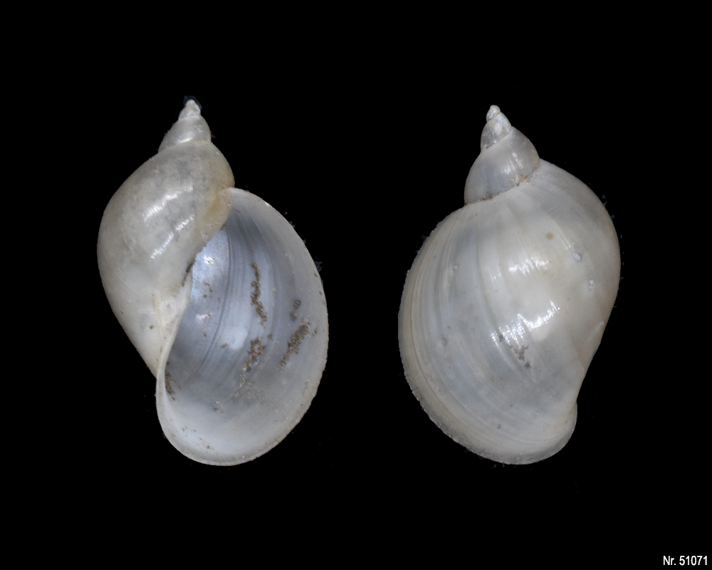 Radix auricularia