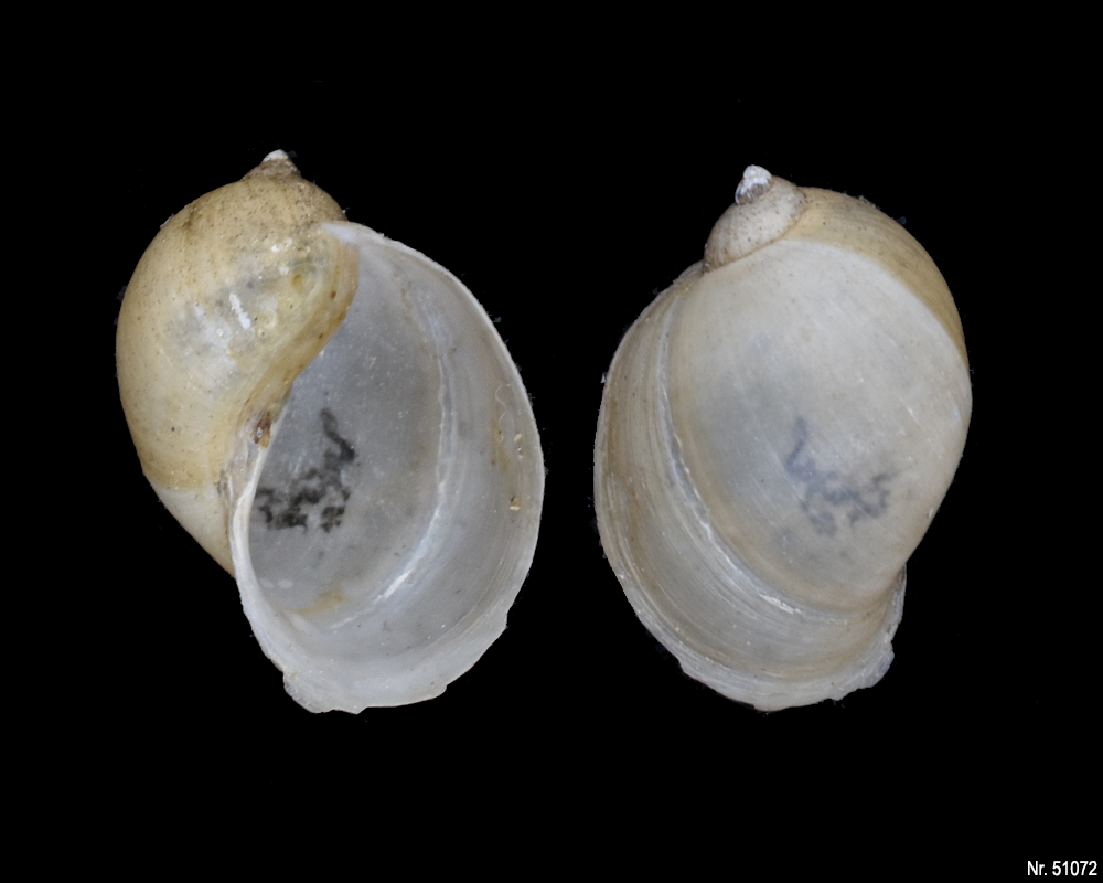 Radix auricularia