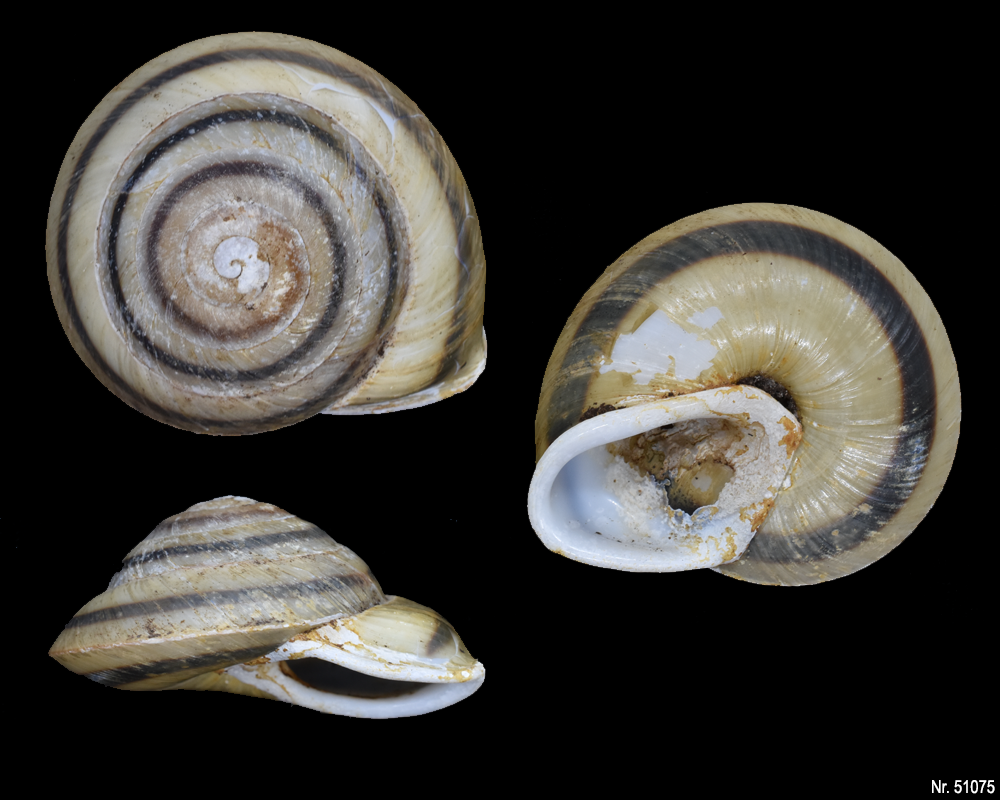 Caracolus marginella marginella