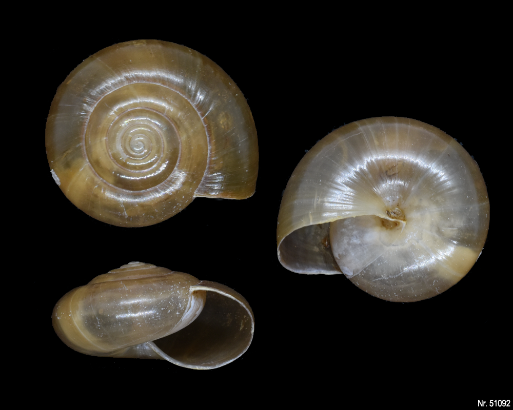 Macrochlamys kelantanensis