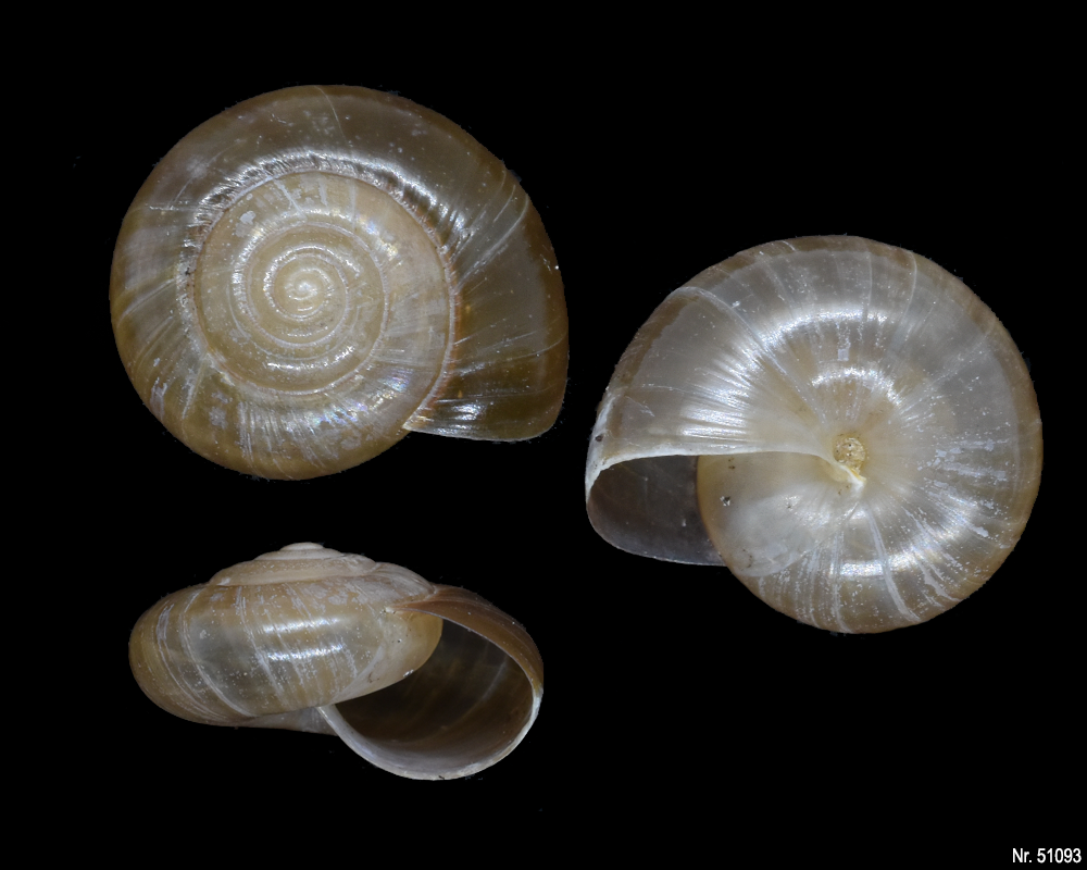 Macrochlamys kelantanensis