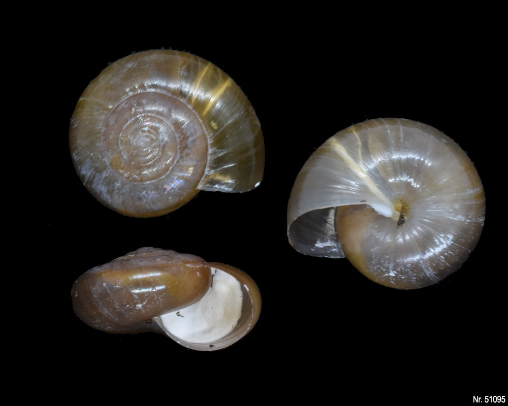 Macrochlamys kelantanensis