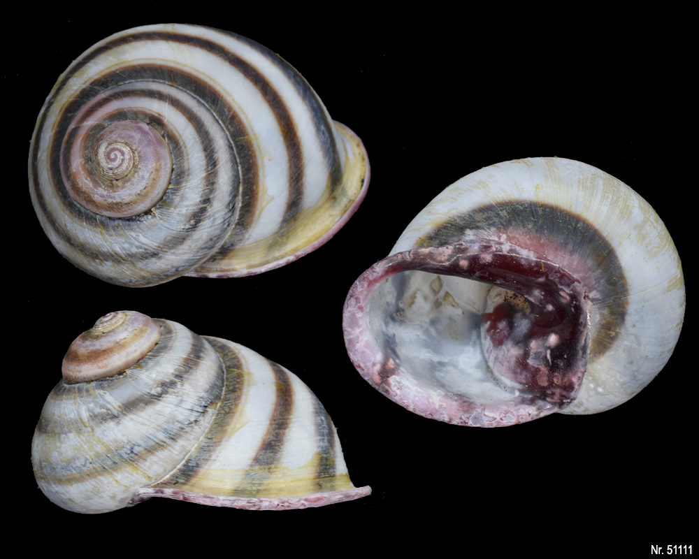 Acavus haemastoma haemastoma