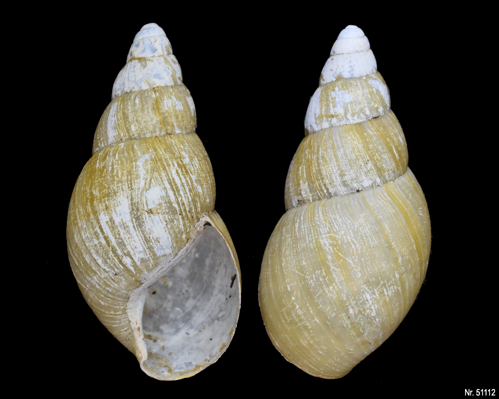 Lissachatina iredalei