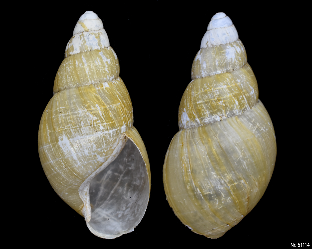 Lissachatina iredalei