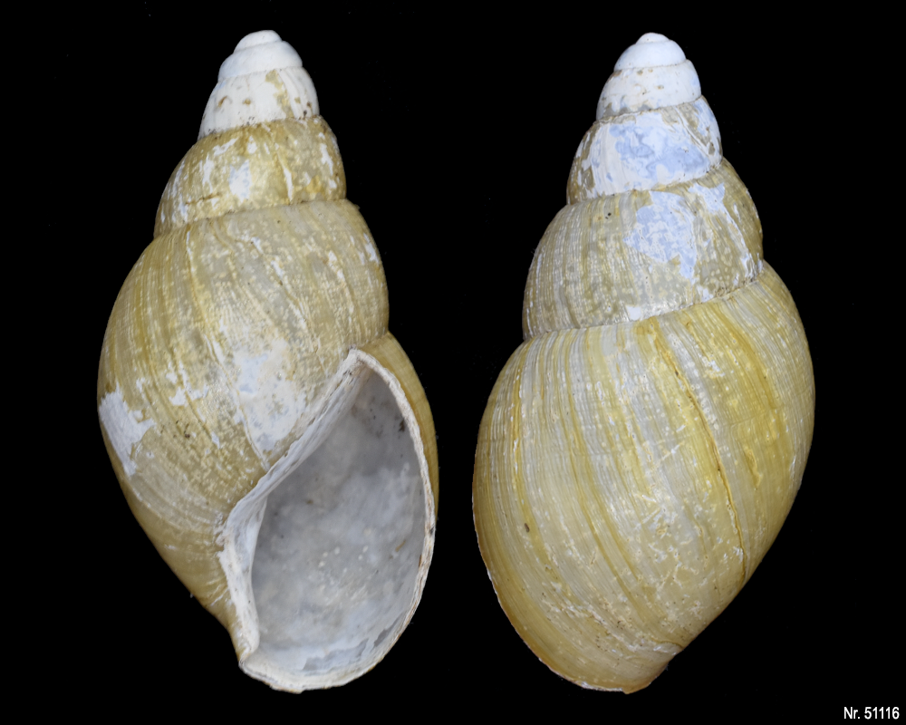 Lissachatina iredalei