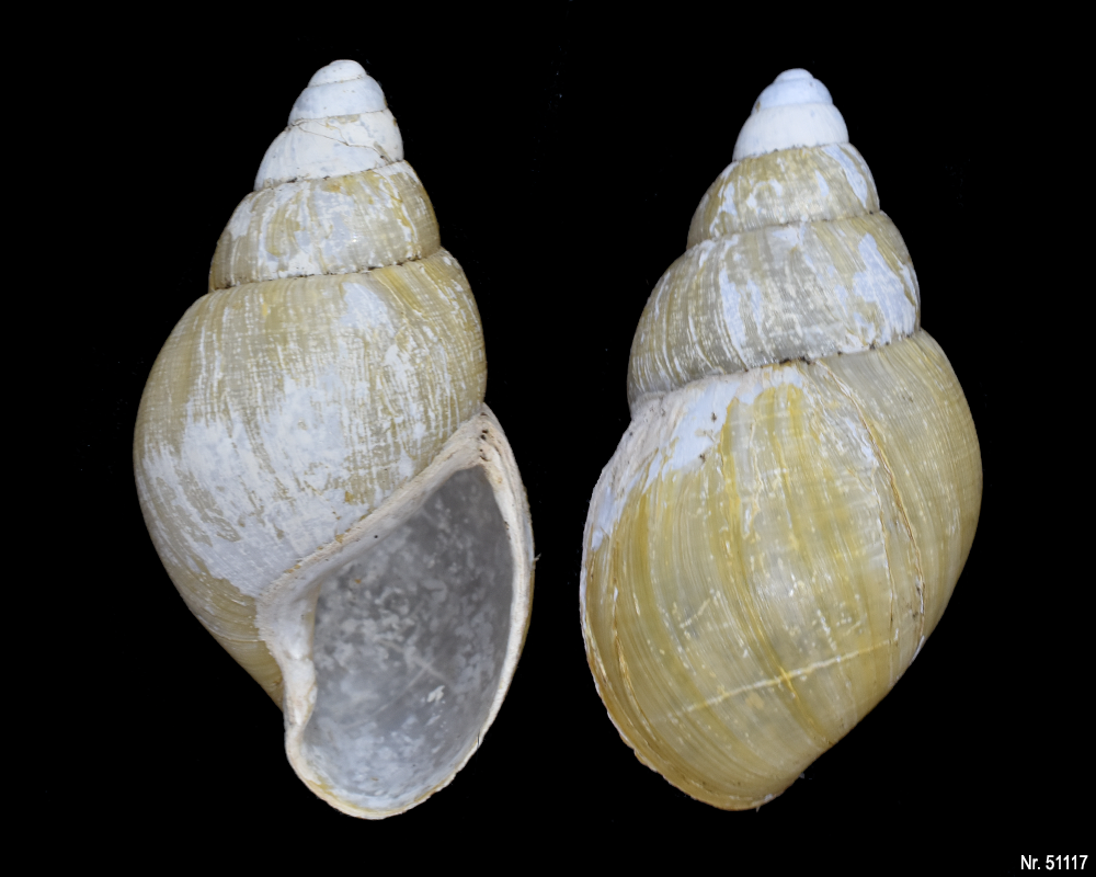 Lissachatina iredalei