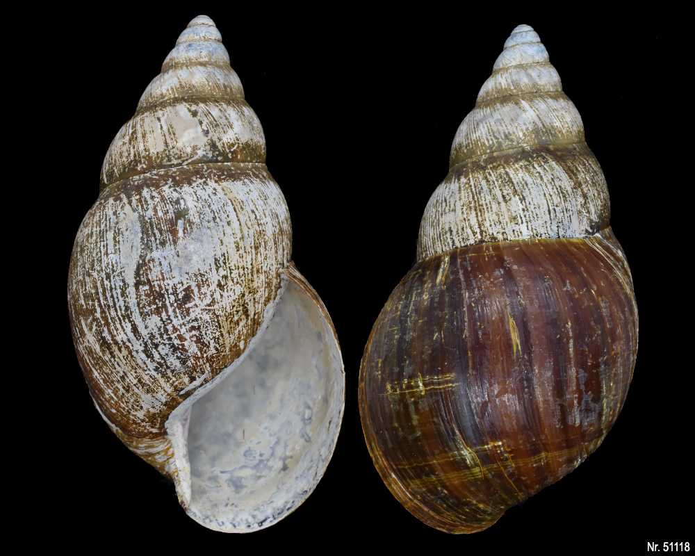 Achatina weynsi