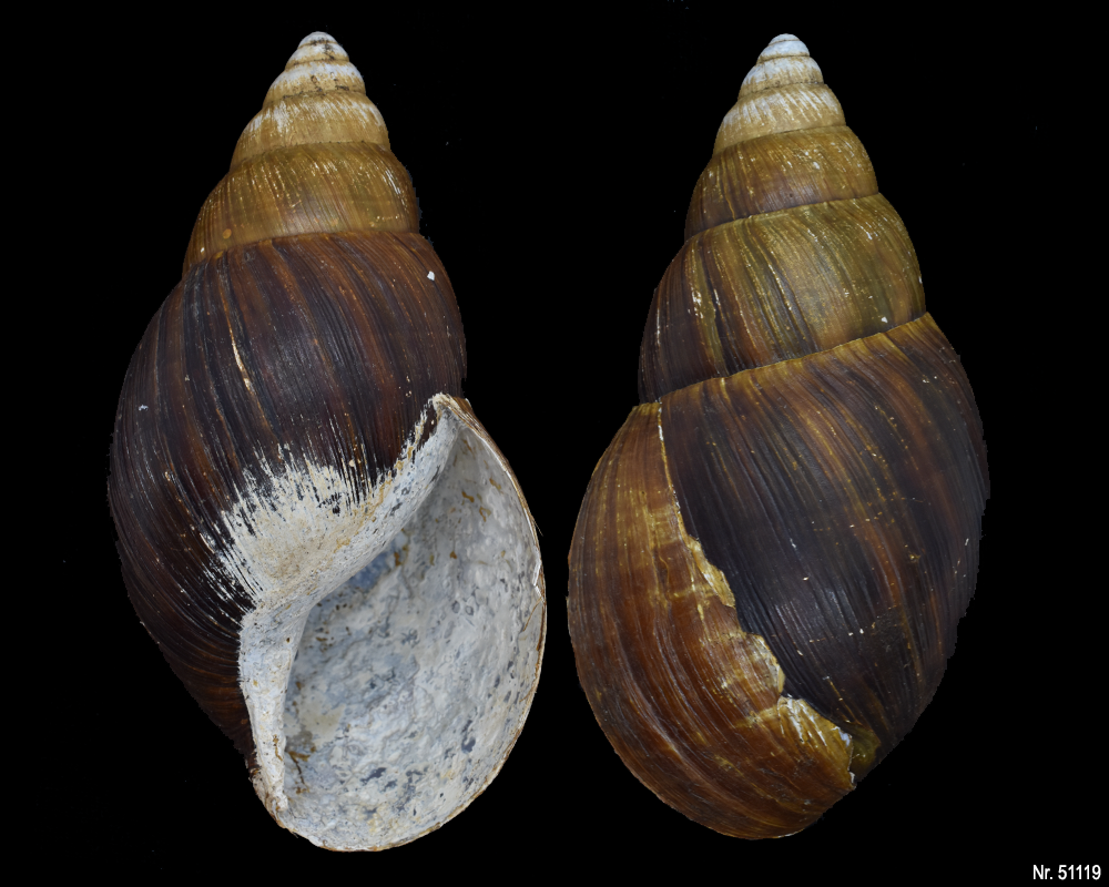 Achatina weynsi