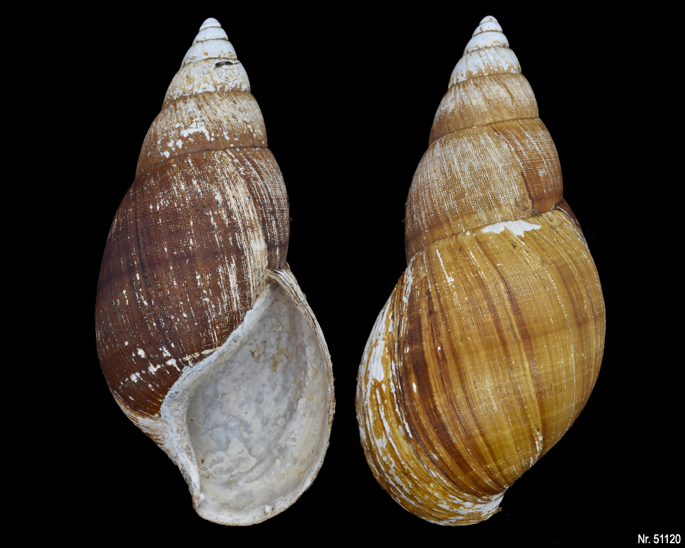 Achatina bandeirana