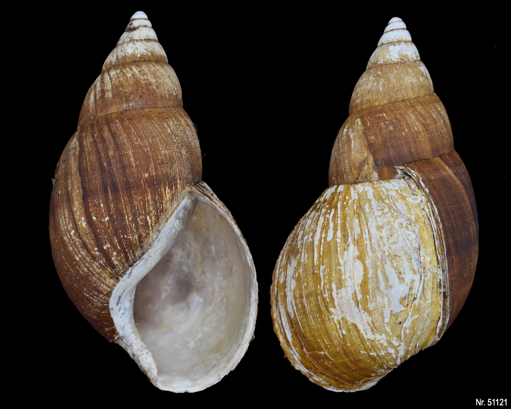 Achatina bandeirana