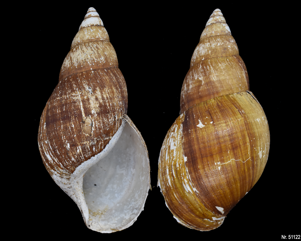 Achatina bandeirana