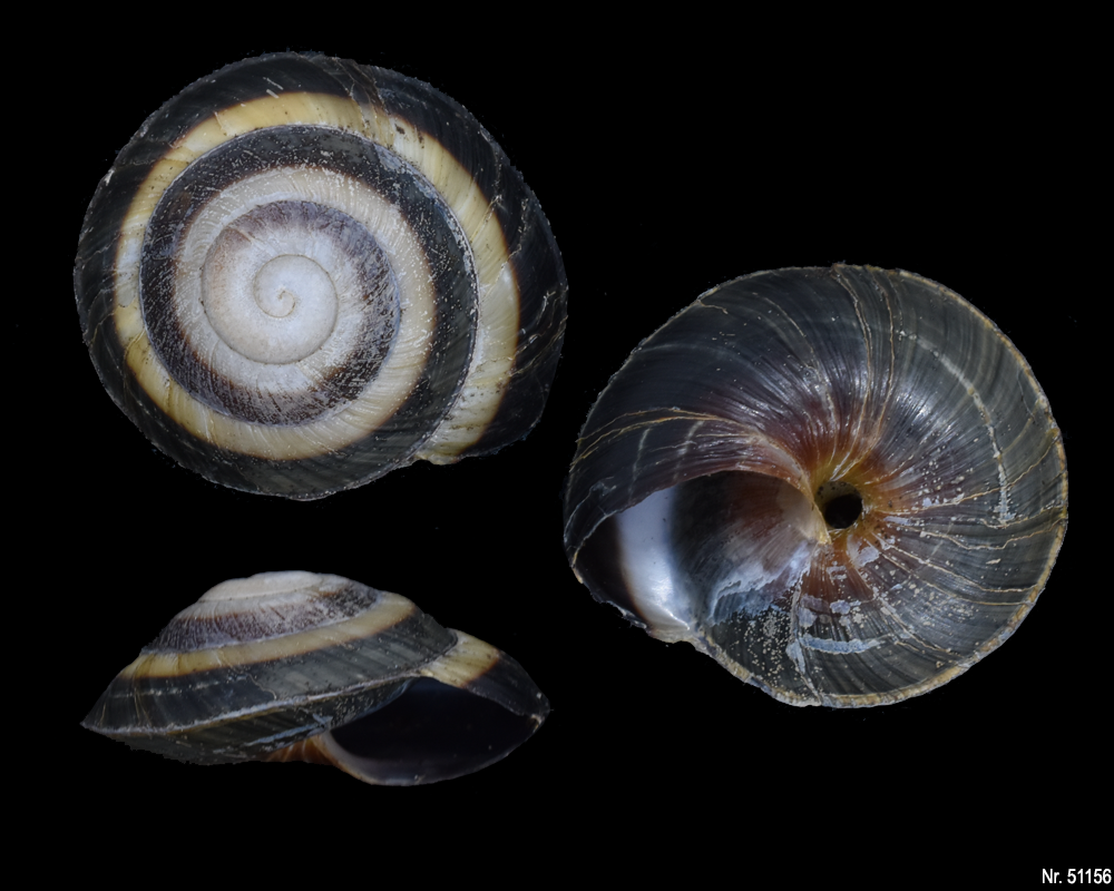 Caracolus sagemon 'Gran Piedra' highland form