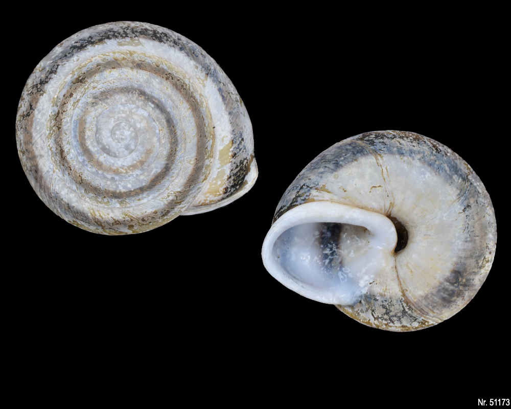 Caracolus marginella marginella