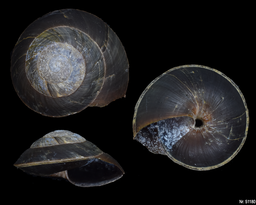 Caracolus excellens