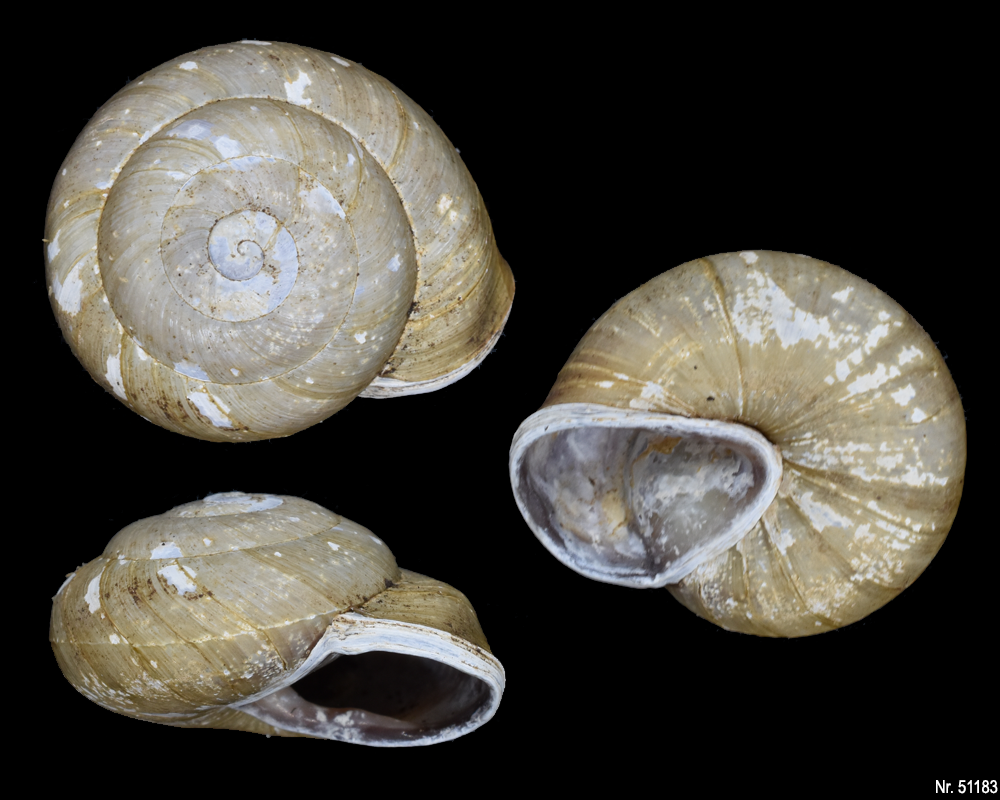 Pleurodonte isabella