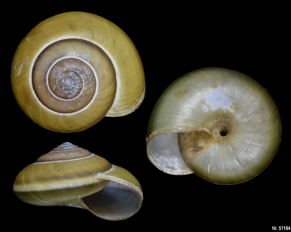 Hemiplecta floweri