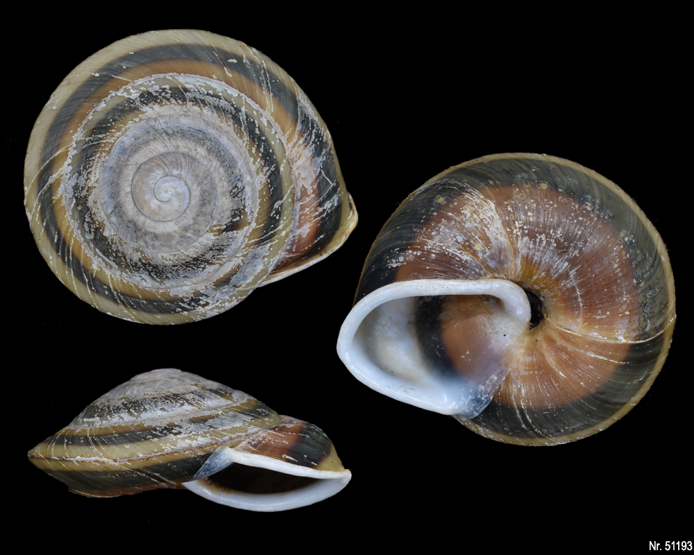 Caracolus rostrata