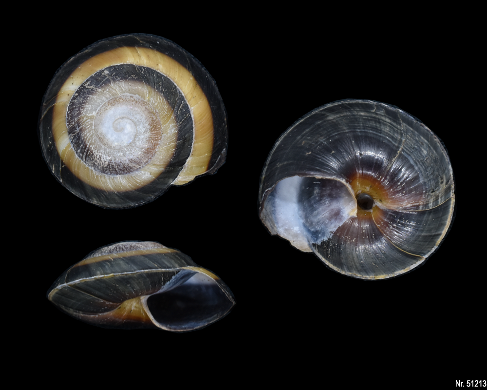 Caracolus sagemon 'Gran Piedra' highland form