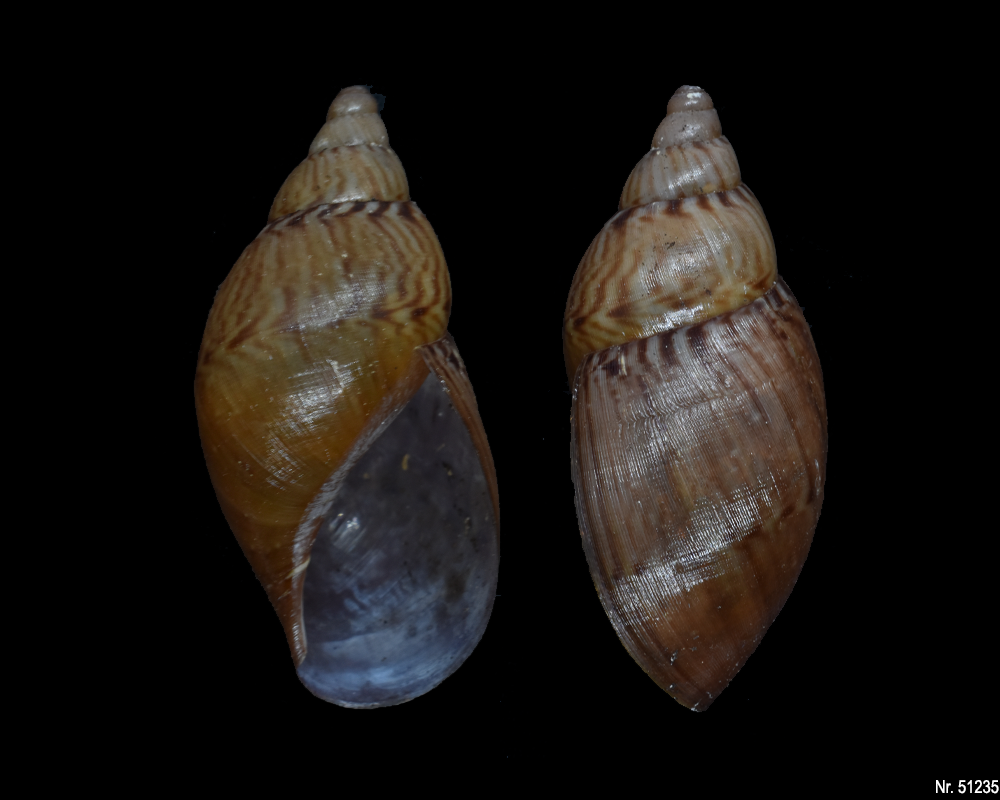 Callistoplepa barriana