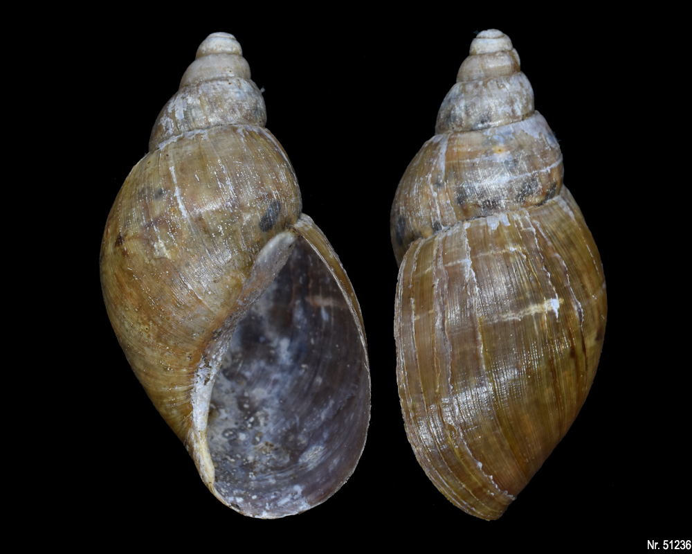 Callistoplepa barriana