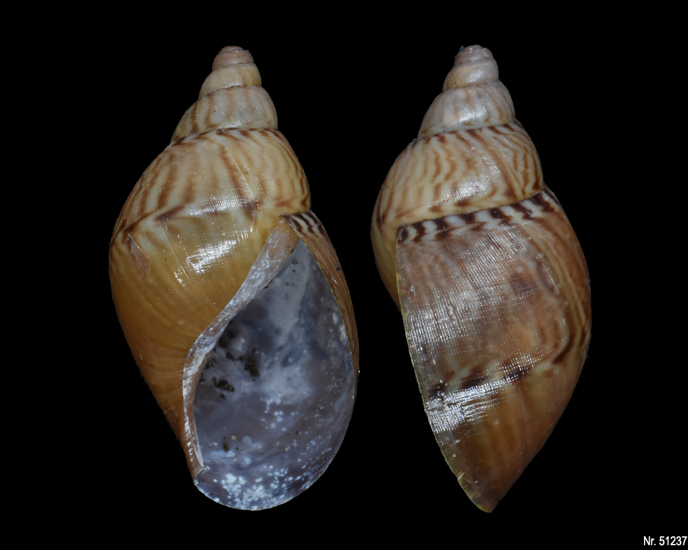 Callistoplepa barriana