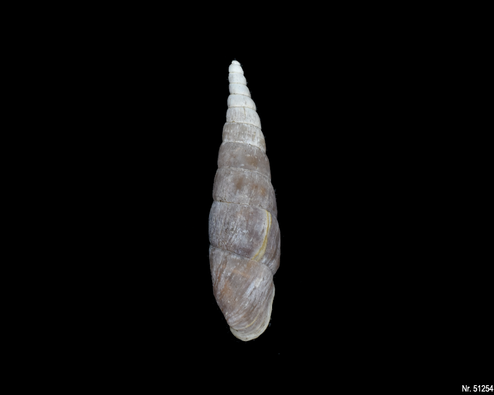 Phaedusa paviei