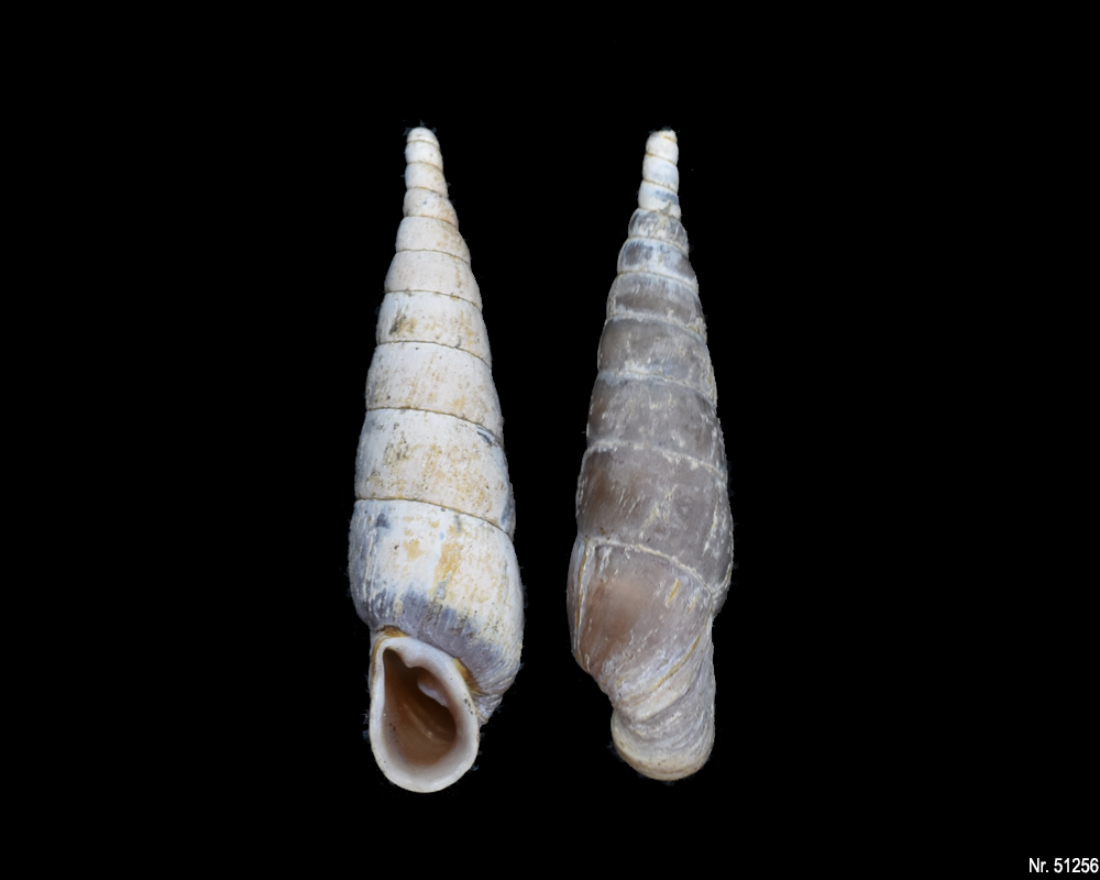 Phaedusa paviei