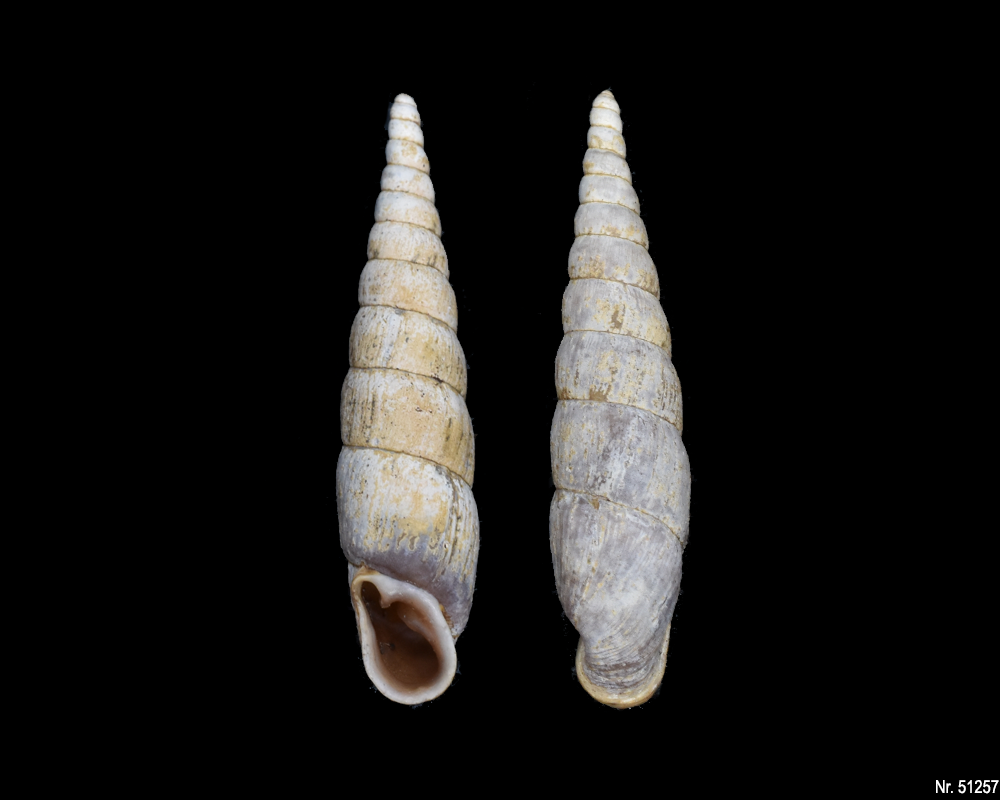 Phaedusa paviei