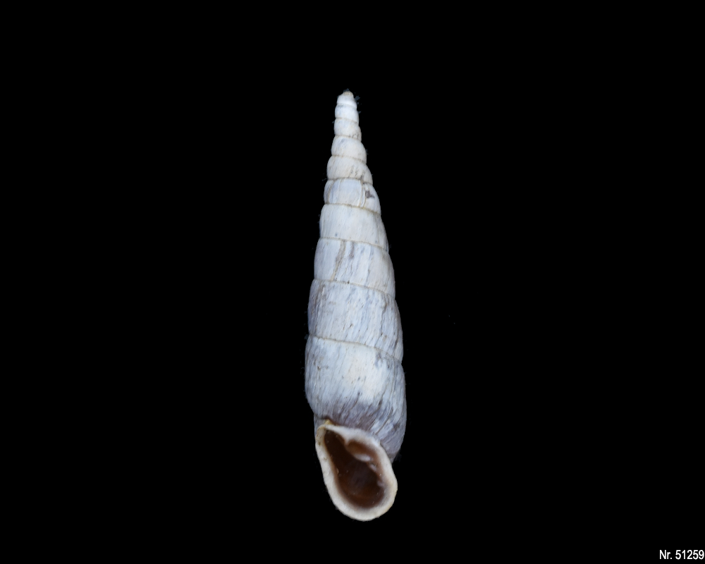 Phaedusa paviei