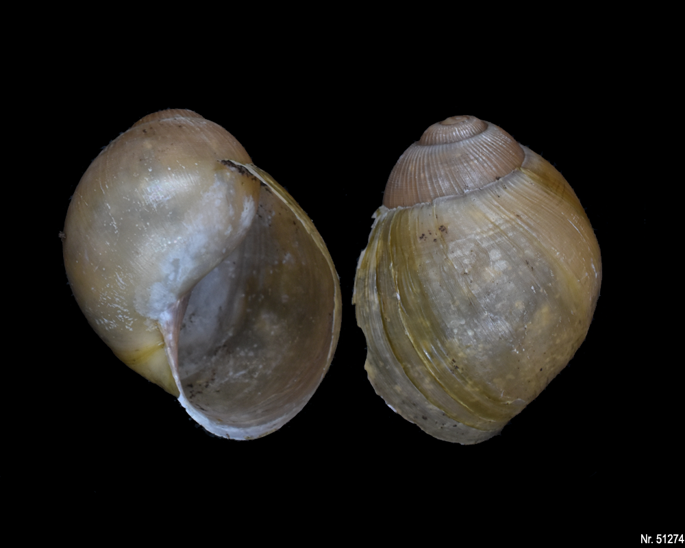 Megalobulimus oblongus