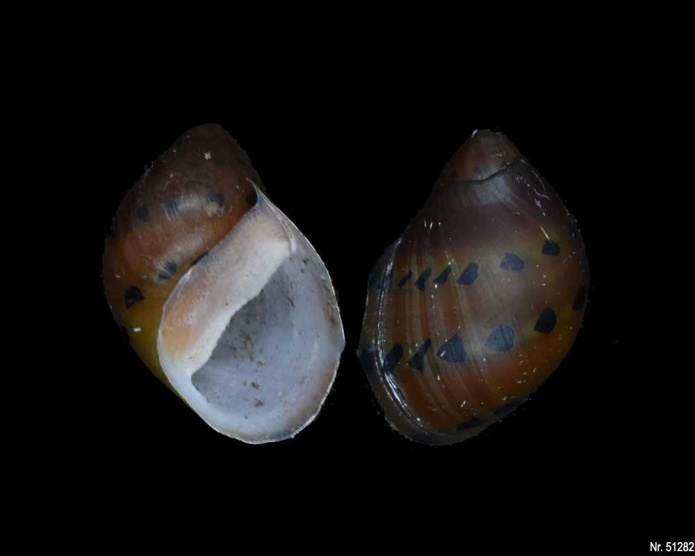 Vittina semiconica