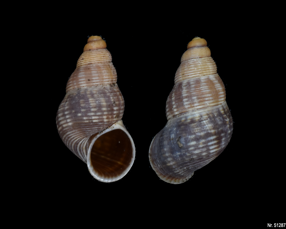 Tudorella ferruginea