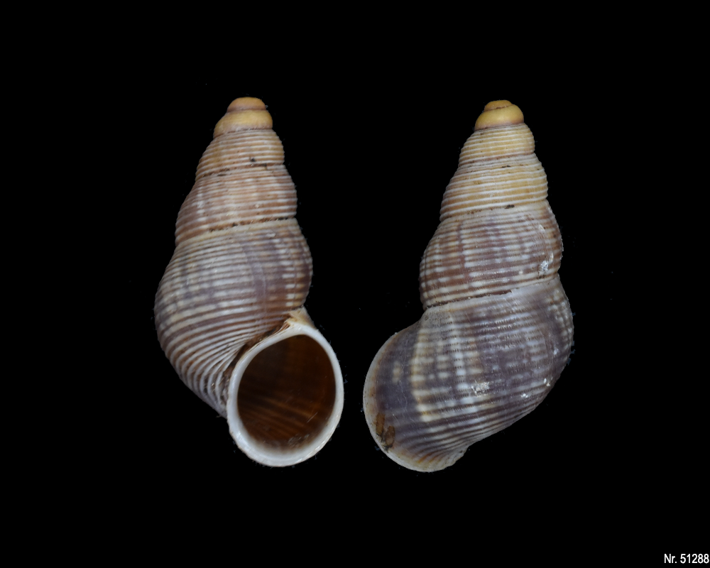 Tudorella ferruginea