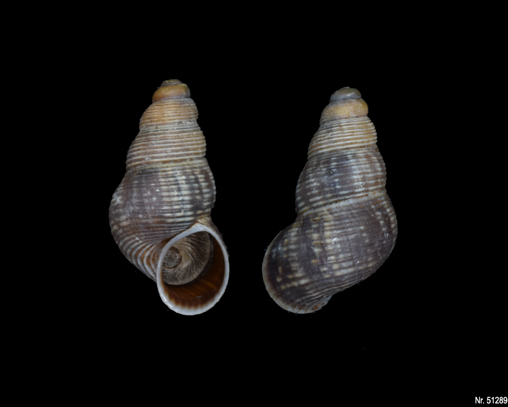 Tudorella ferruginea