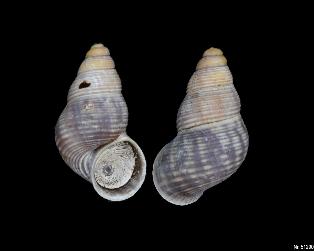 Tudorella ferruginea