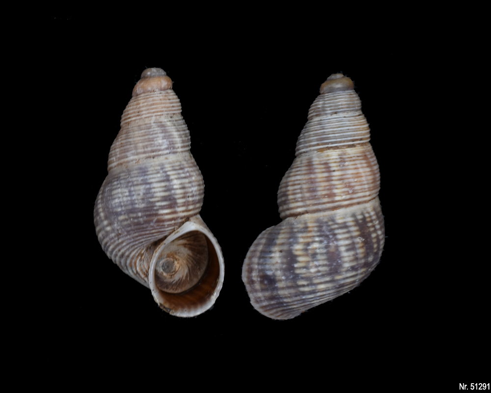 Tudorella ferruginea