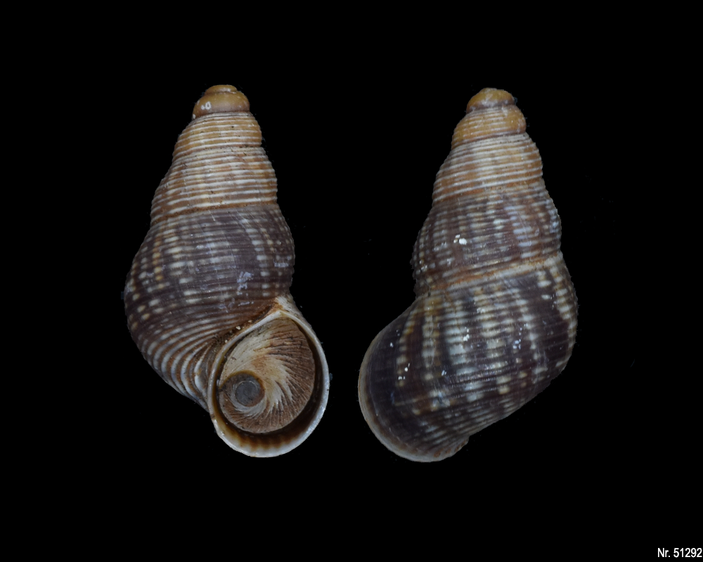 Tudorella ferruginea