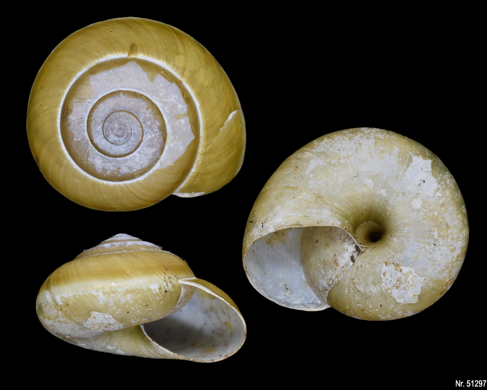 Hemiplecta floweri