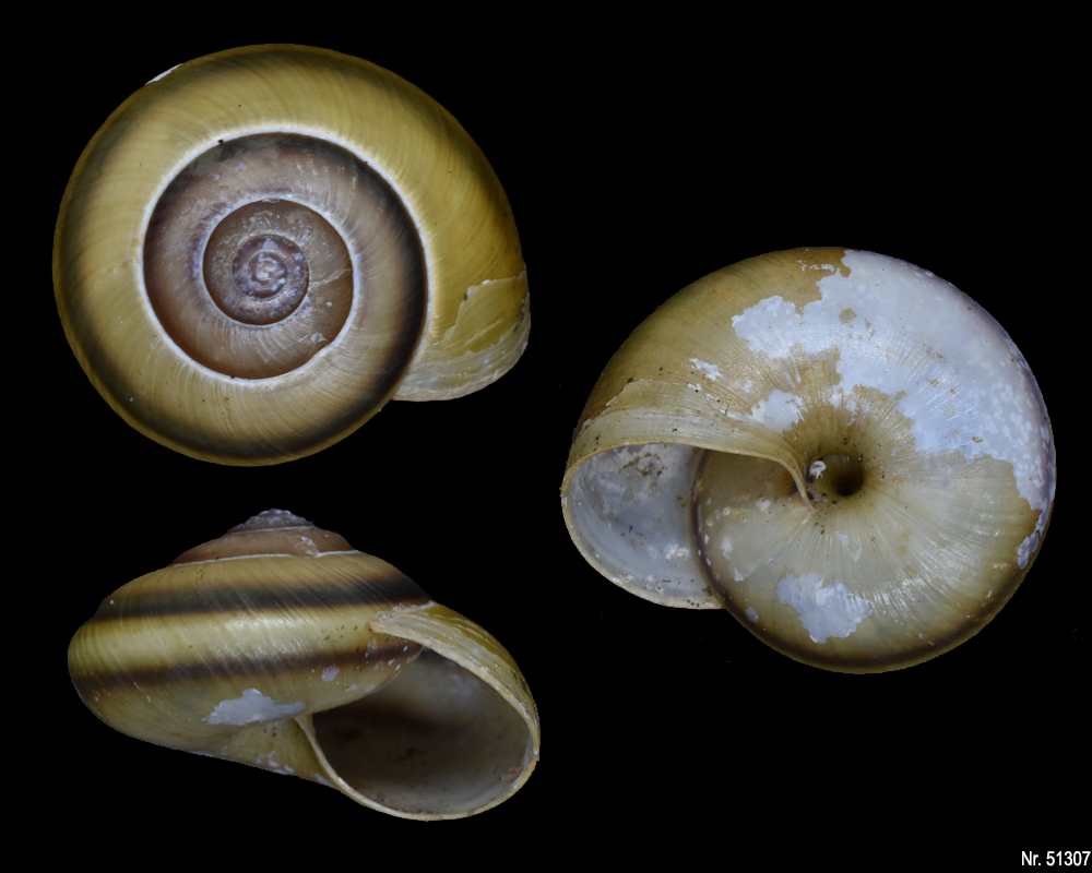 Hemiplecta floweri